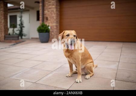 Il Labrador seduto davanti a casa e in attesa. Foto Stock