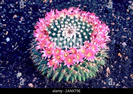 Mammillaria yanu piedra o puntaspilli cactus con un cerchio di fiori intorno a cacti in estate Foto Stock