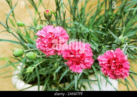 Close up di Dianthus Devon orgoglio fiori e boccioli impostato sullo sfondo di foglie e cresce in una piantatrice. Un sempreverde perenne, completamente hardy Foto Stock