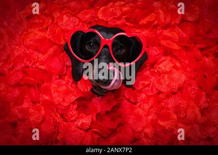 suasage dachshund cane sdraiato in letto pieno di petali di rosa rosso fiore come sfondo, in amore sul giorno valentines e così carino Foto Stock
