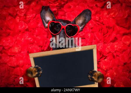 suasage dachshund cane sdraiato in letto pieno di petali di rosa rosso fiore come sfondo, in amore sul giorno valentines e così carino Foto Stock