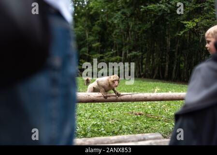 Ritratto di una scimmia seduta sul log accanto alla gente scimmia foresta germania primo piano soffice carino piccolo bambino copia spazio testo animale concetto zoo Foto Stock