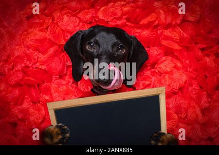Suasage cane bassotto giacenti nel letto pieno di red rose petali di fiori come sfondo , in amore il giorno di San Valentino e così carino con occhiali da sole tenendo un ba Foto Stock