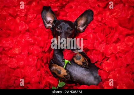 Suasage cane bassotto giacenti nel letto pieno di red rose petali di fiori come sfondo , in amore il giorno di san valentino Foto Stock