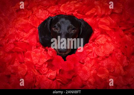 suasage dachshund cane sdraiato in letto pieno di petali di rosa rosso fiore come sfondo, in amore sul giorno valentines e così carino Foto Stock