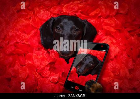 Suasage cane bassotto giacenti nel letto pieno di red rose petali di fiori come sfondo , in amore valentines prendendo un selfie con lo smartphone Foto Stock