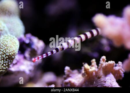 Nastrare Pipefish - (Doryrhamphus dactylophorus ) Foto Stock