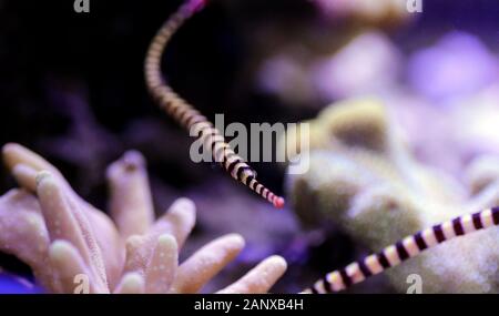 Nastrare Pipefish - (Doryrhamphus dactylophorus ) Foto Stock
