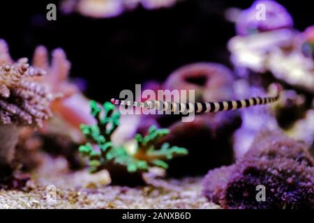 Nastrare Pipefish - (Doryrhamphus dactylophorus ) Foto Stock