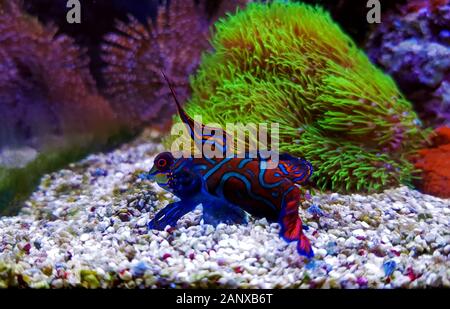 Pesce mandarino rosso maschio - Synchiropus splendidus Foto Stock