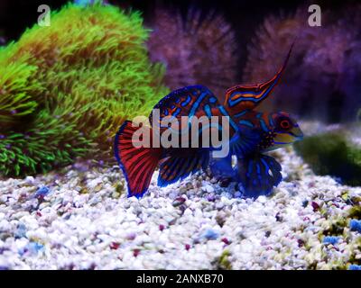 Pesce mandarino rosso maschio - Synchiropus splendidus Foto Stock