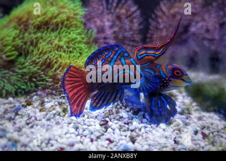 Pesce mandarino rosso maschio - Synchiropus splendidus Foto Stock