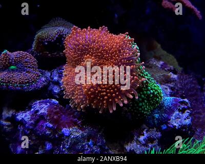 Ricordea Yuma ha isolato il corallo sulla spina frag Foto Stock