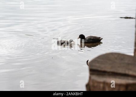 anatre sul lago sihouette di anatre genitore bambino anatre anatre anatroccolo Foto Stock