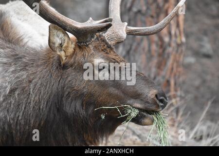 Prato nascosto Elk Foto Stock