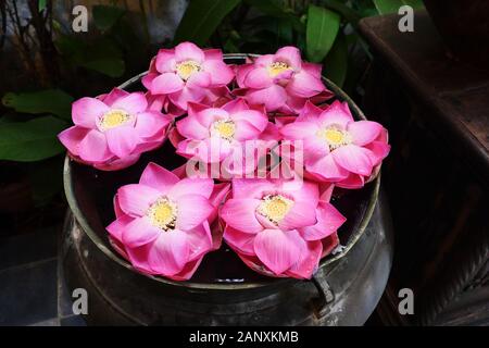 Fagiolo di India o sacro fiore di loto i petali sono stati piegati nella forma di una rosa rosa blossom sull'acqua in marrone scuro bacino acque tropicali Lilly Foto Stock