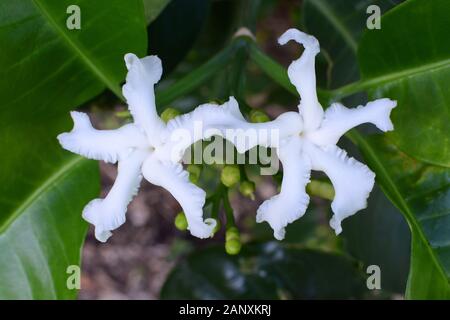 Due fiori bianchi da una varietà di pinwheelflower, nome scientifico tabernaemontana divaricata Foto Stock