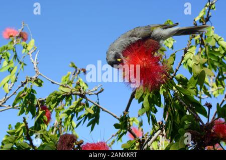 Rumoroso uccello minatore, nome scientifico Manorina melanocephala, nutrimento sul nettare di un fiore rosso calliandra Foto Stock