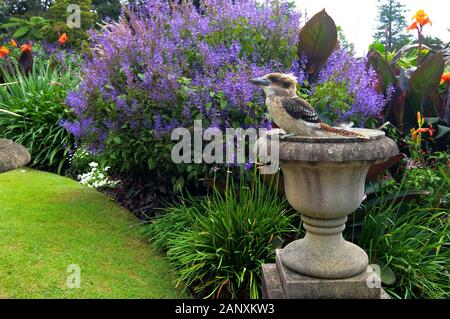 Ridere kookaburra, nome scientifico Dacelo novaeguineae, seduto come una statua in un giardino fiorito Foto Stock