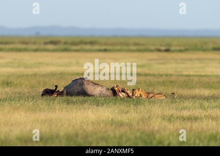 Giovani Lions che scavano sulla carcassa dell'ippopotamo al Parco Nazionale di Amboseli, Kenya, Africa Foto Stock
