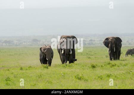 Due enormi elefanti toro a caccia di donne al Parco Nazionale di Amboseli, Kenya, Africa Foto Stock