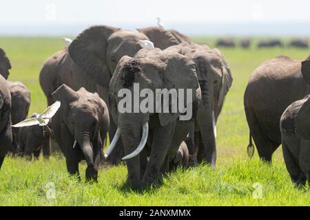 Grande Famiglia Di Elefanti Al Parco Nazionale Di Amboseli, Kenya, Africa Foto Stock