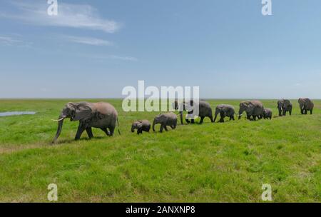 Grande Famiglia Di Elefanti Al Parco Nazionale Di Amboseli, Kenya, Africa Foto Stock