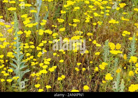 Achillea gialla. Achillea millefolium. è usato come un farmaco alternativo metodo per il trattamento di digestivo, infiammazione e malattie della pelle. Foto Stock