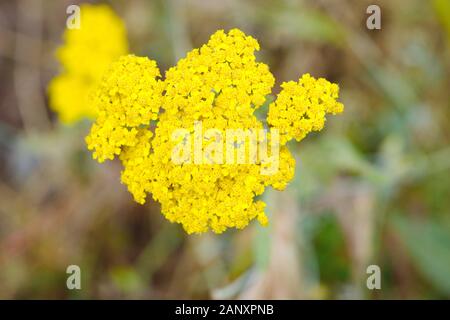 Achillea gialla. Achillea millefolium. è usato come un farmaco alternativo metodo per il trattamento di digestivo, infiammazione e malattie della pelle. Foto Stock