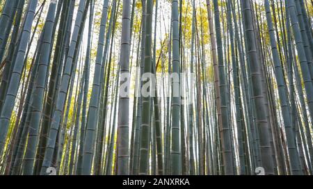 Bassa angolazione di bambù ad Arashiyama foresta di bamboo Foto Stock