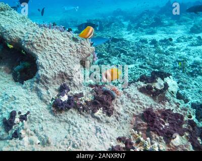 Coppia di blacklip butterflyfish a rainbow reef nelle isole Figi Foto Stock