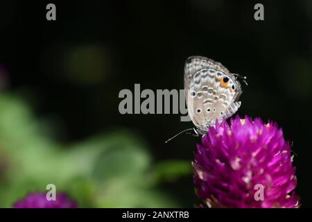 Close up foto di dimenticare-me-non butterfly arroccato su un globo fiore di amaranto. Surakarta, Indonesia. Foto Stock