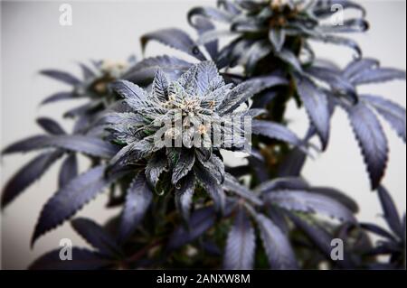 La marijuana medica bud una settimana prima del tempo del raccolto. Foto Stock