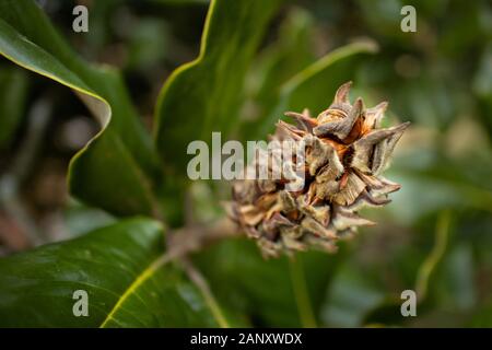 Southern Magnolia (Magnolia grandiflora), Hall County, Georgia. Verso la fine di novembre pod seme del sud (Magnolia Magnolia grandiflora). Il seme pod w Foto Stock