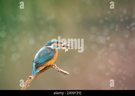 Europa Ungheria Opusztaszer comune Kingfisher maschio (Alcedo atthis) Martin pescatore eurasiatico e Martin pescatore fluviale. Foto Stock