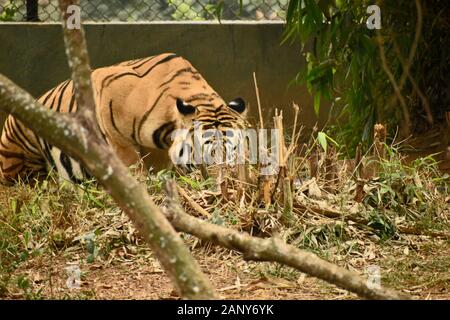 tigre nascondendosi vicino ad una pianta Foto Stock