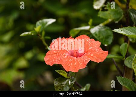 Hibiscus Fiore in bangladesh. Foto Stock