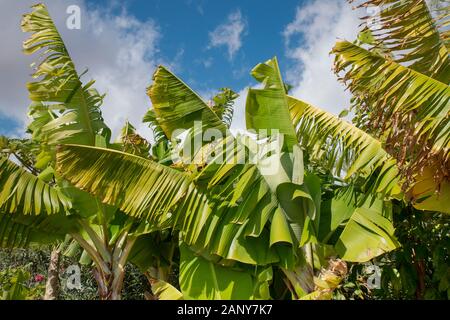 Piante di banana che mostrano le foglie tropicali robuste di verde, grandi e flessibili, spesso usate come contenitori e piatti ecologici Foto Stock