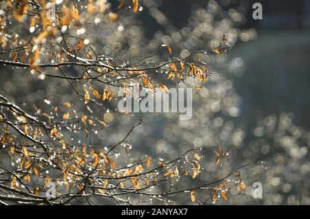 Rami di un littleleaf Linden Tilia cordata con secco infiorescenze corymbose sullo sfondo di un bellissimo bokeh di fondo Foto Stock