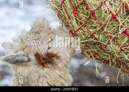 Un divertente alpaca close-up mangiare erba e masticare. Bella llama fattoria animale ad uno zoo di animali domestici. Foto Stock