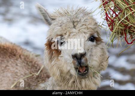 Un divertente alpaca close-up mangiare erba e masticare. Bella llama fattoria animale ad uno zoo di animali domestici. Foto Stock