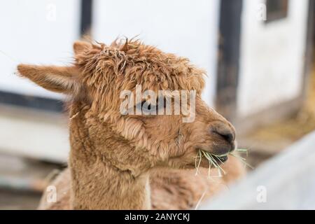 Un divertente alpaca close-up mangiare erba e masticare. Bella llama fattoria animale ad uno zoo di animali domestici. Foto Stock