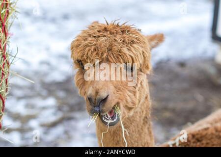 Un divertente alpaca close-up mangiare erba e masticare. Bella llama fattoria animale ad uno zoo di animali domestici. Foto Stock