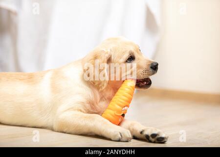 Golden Retriever cucciolo di cane giocando con il giocattolo a casa nel soggiorno Foto Stock