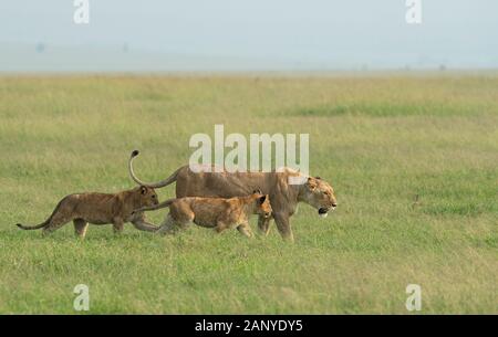 Leonessa con due giovani cubs a piedi in un'erba da marsh orgoglio visto a Masai Mara, Kenya, Africa Foto Stock