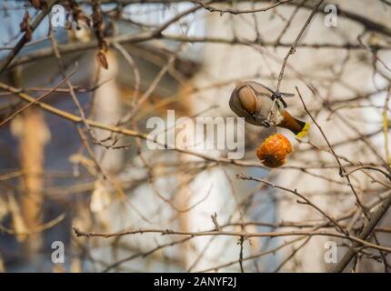 Fame mangiare waxwing apple sul ramo di un albero nel giardino di primavera. Foto Stock