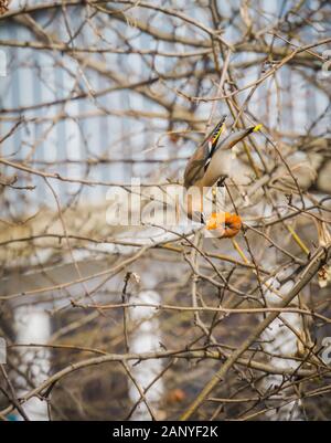 Fame mangiare waxwing apple sul ramo di un albero nel giardino di primavera. Foto Stock