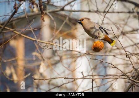 Fame mangiare waxwing apple sul ramo di un albero nel giardino di primavera. Foto Stock