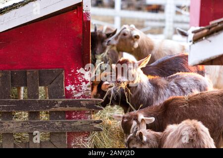 Gruppo di simpatici nigeriano che capre nane di mangiare il fieno dal fienile. Bellissimo agriturismo animali in uno zoo di animali domestici. Foto Stock