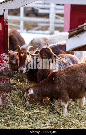 Gruppo di simpatici nigeriano che capre nane di mangiare il fieno dal fienile. Bellissimo agriturismo animali in uno zoo di animali domestici. Foto Stock